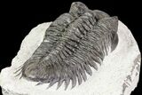 Coltraneia Trilobite Fossil - Huge Faceted Eyes #75457-1